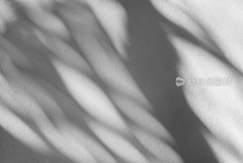 白墙上棕榈叶的影子
