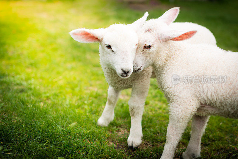 两只小羊羔依偎在绿色的田野上
