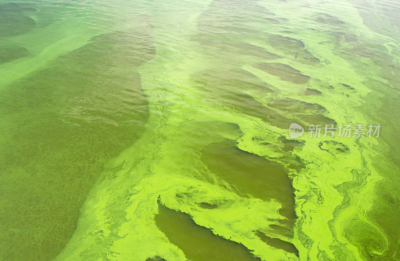 被蓝藻细菌覆盖的乌克兰第聂伯河的自然模式