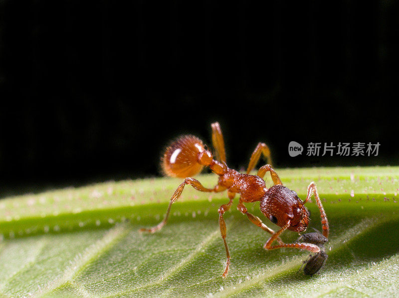 红蚂蚁开始蚜虫农场