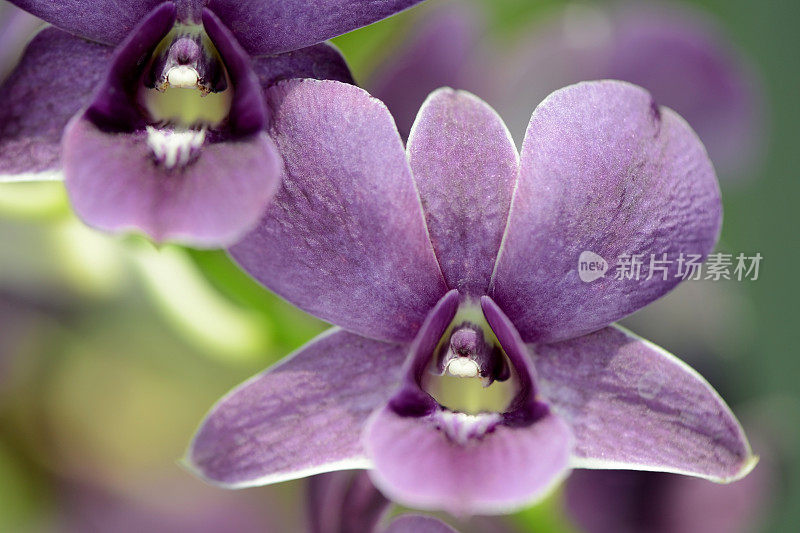 紫兰花花特写