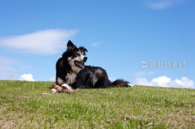 友善的边境牧羊犬在草地上用棍子