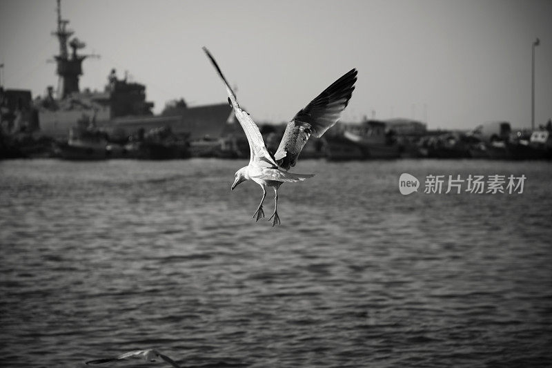 渔人节(海鸥)