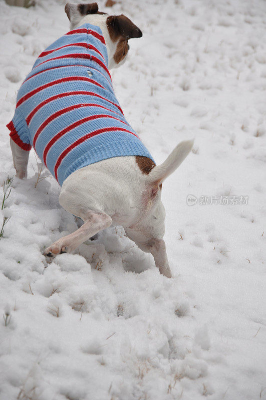 狗杰克罗素梗正在雪中做他的生意