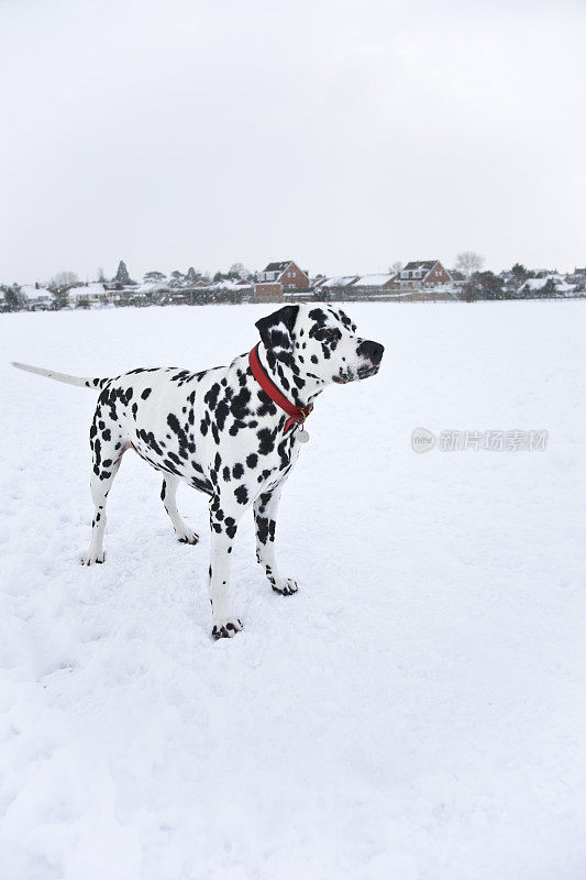 雪地里黑白相间的斑点狗