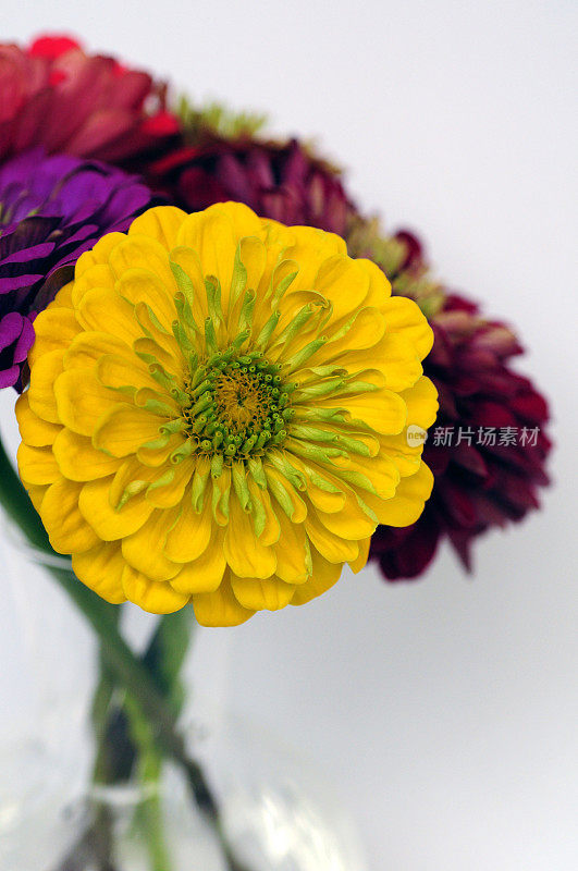 Zinnias在花瓶