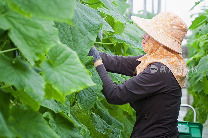 温室工人在摘黄瓜