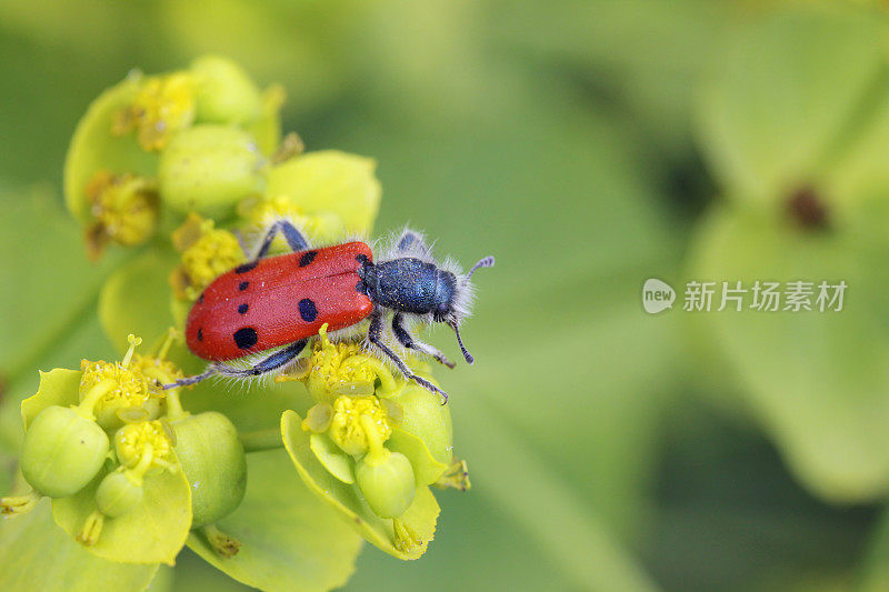 大戟甲虫(三爪甲虫)