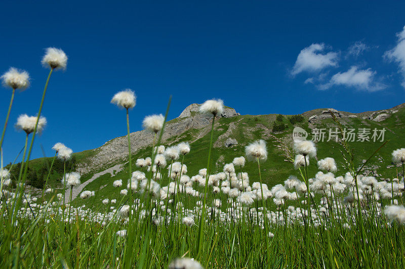 阿尔卑斯山的棉花草