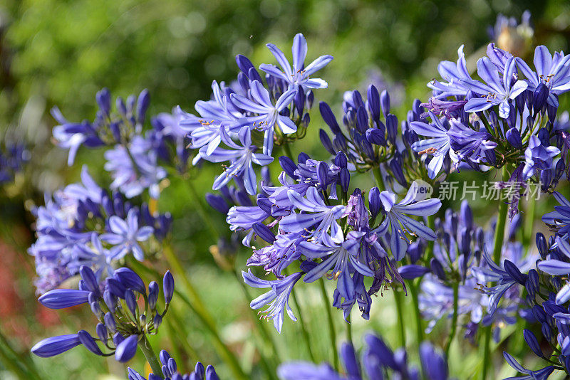 蓝色非洲百合(agapanthus)在花园里开花