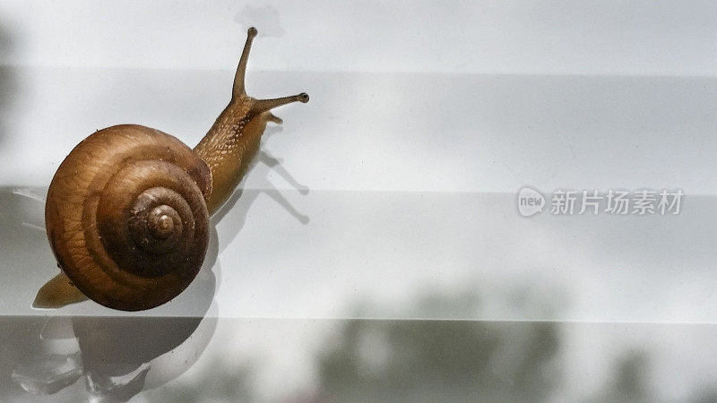 蜗牛在窗口