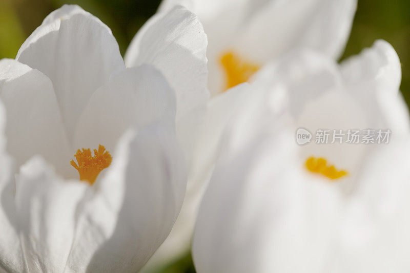 白色春番红花(品种)在特写