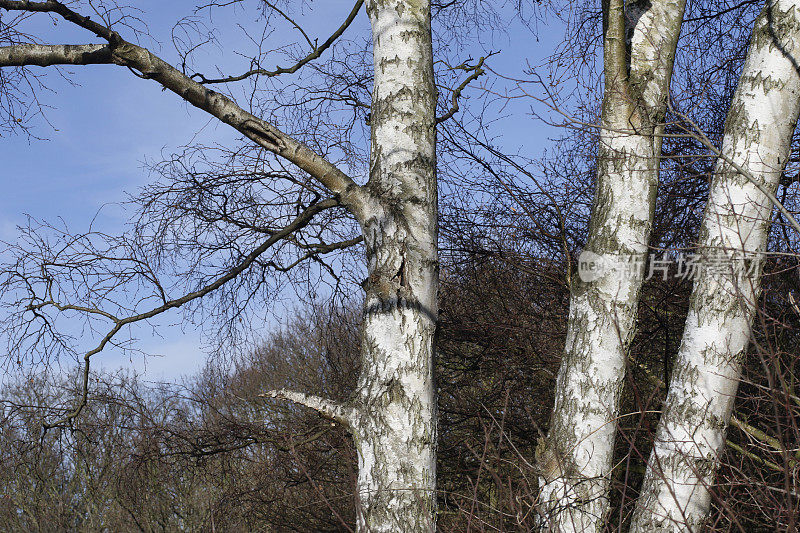 三棵白桦树在冬天光秃秃的