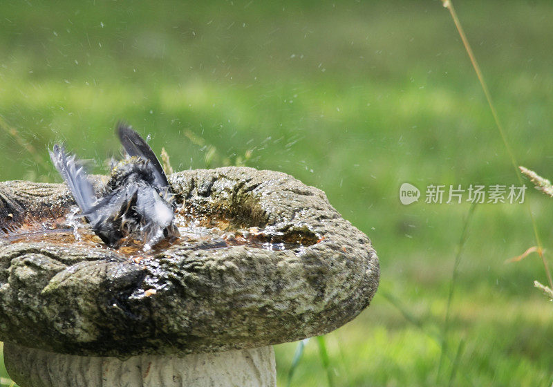 观赏鸟浴与蓝雀溅水