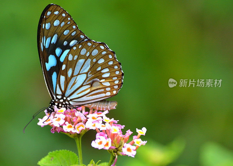 蝴蝶在花