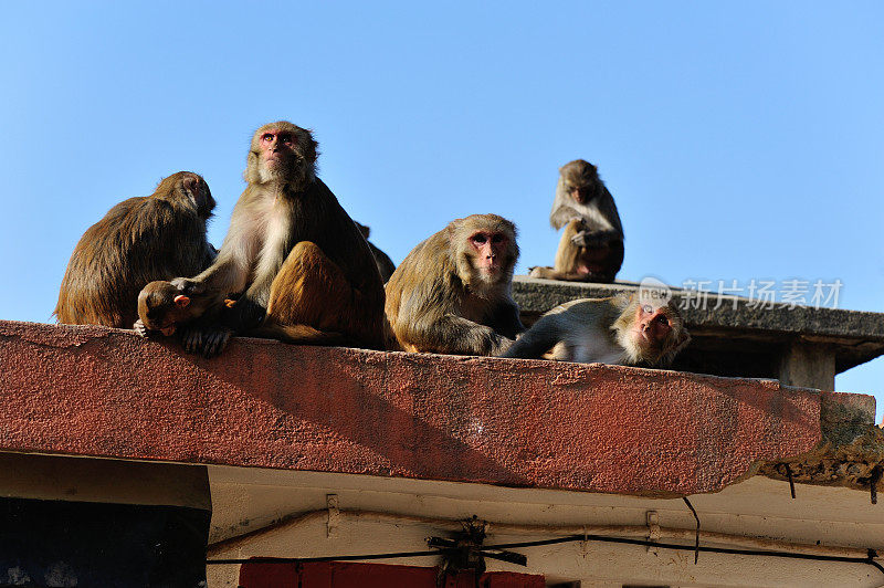 尼泊尔加德满都斯瓦扬布纳特的猴子