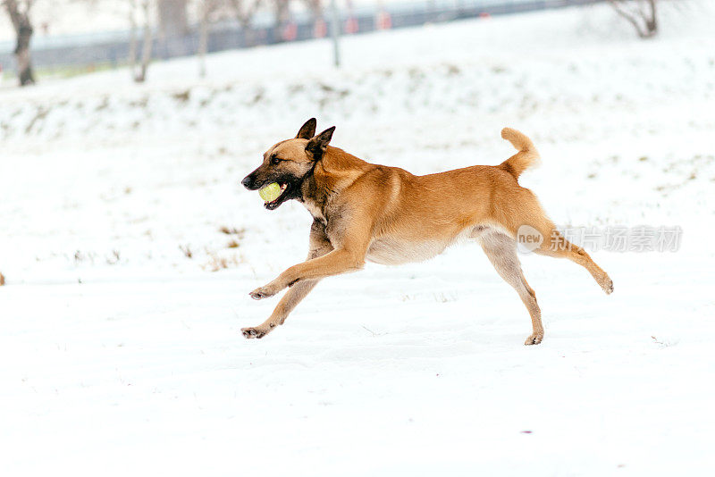 美丽的成年雄性比利时牧羊犬-马里诺在雪中奔跑