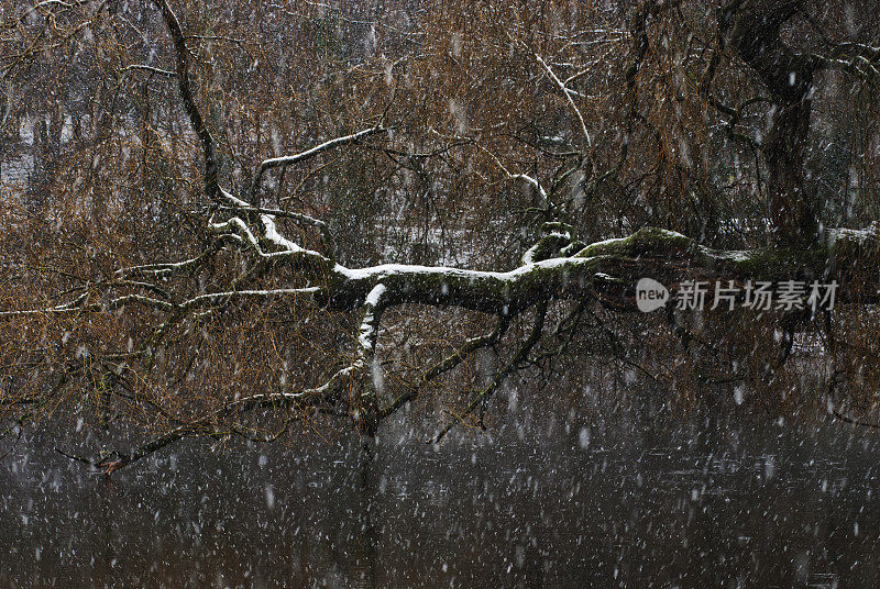 美丽的冬季景色与树枝在大雪中