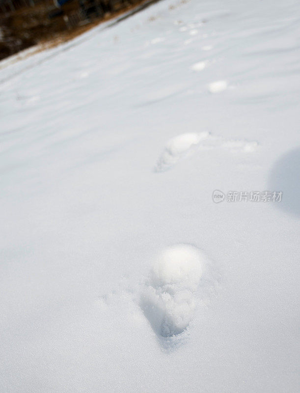 雪地上的一组脚印