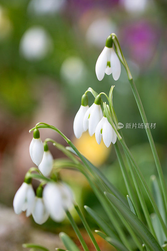 雪花莲(雪花)