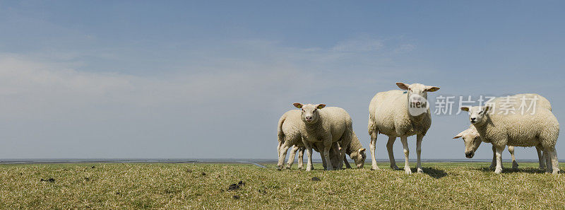 在河堤上的绵羊和羊羔