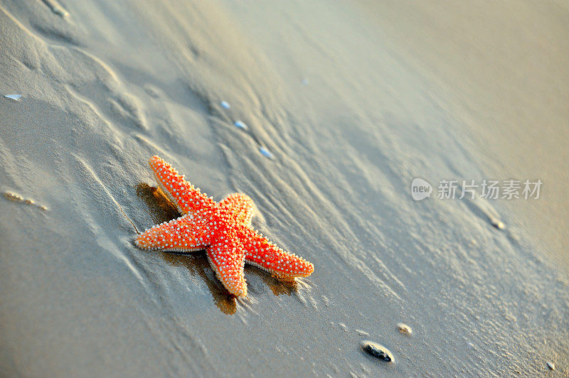 海星在海滨