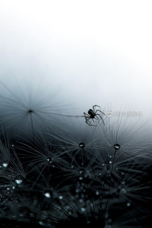 微距拍摄的蒲公英种子与水滴和蜘蛛