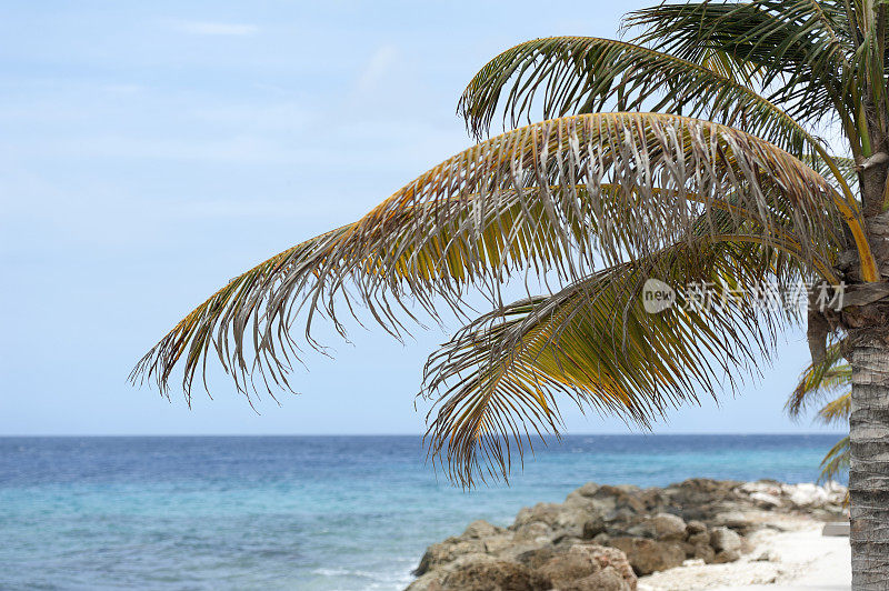 加勒比海的一棵棕榈树