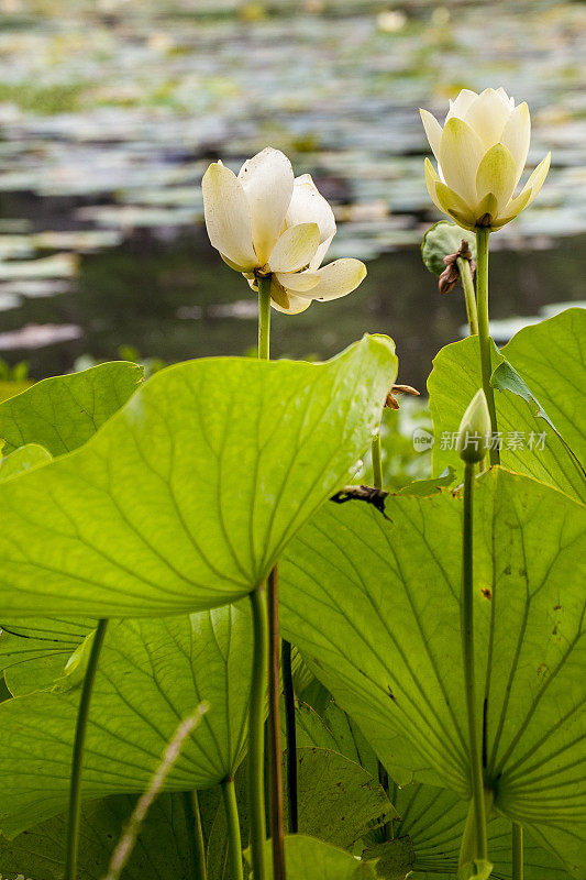 湖中的白水莉莉