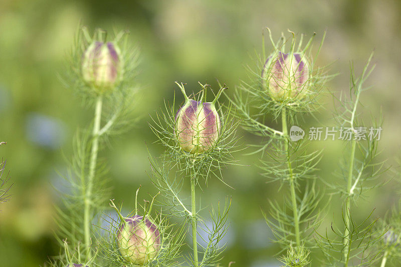 黑种草