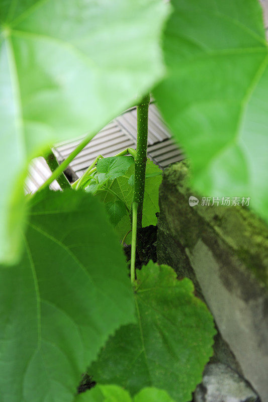 植物从混凝土砌块中生长