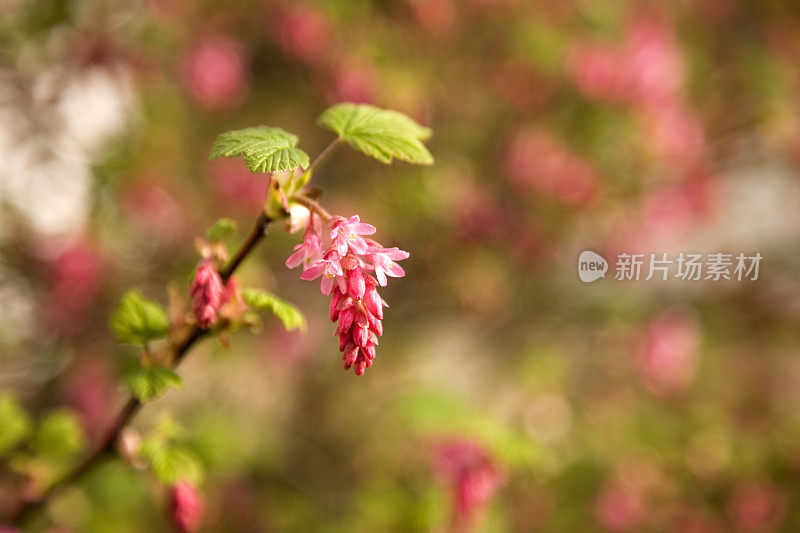 开花酷栗