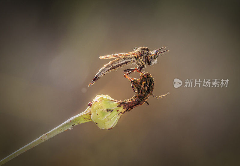 刺客飞