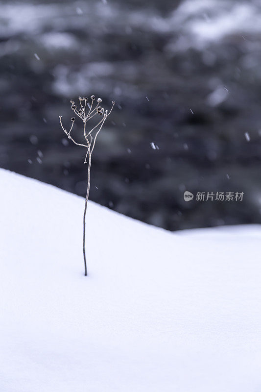 冬季植物与河流