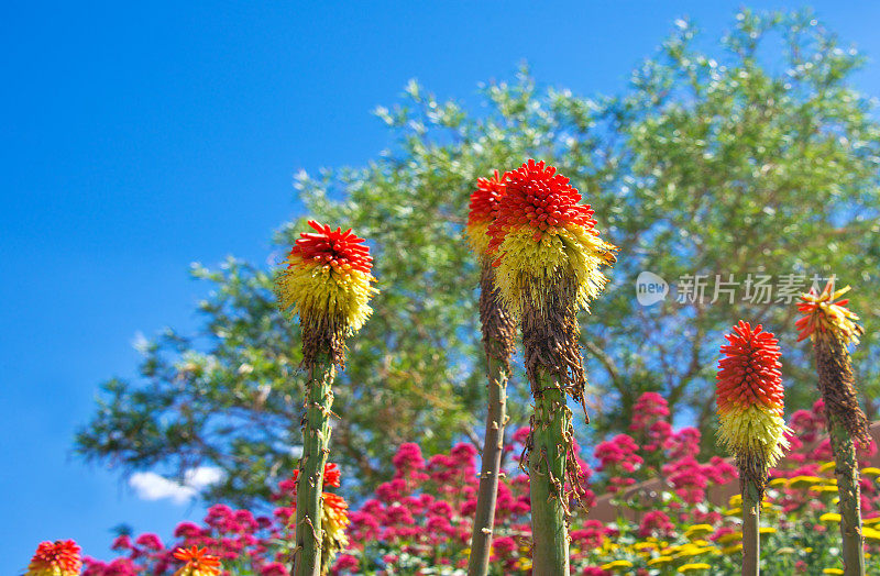 火红的扑克牌-火炬莉莉，Kniphofia