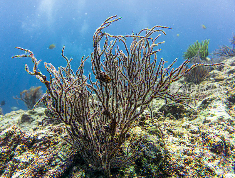 海扇珊瑚(柳珊瑚)礁在海Haa，安达曼海，甲米，泰国。
