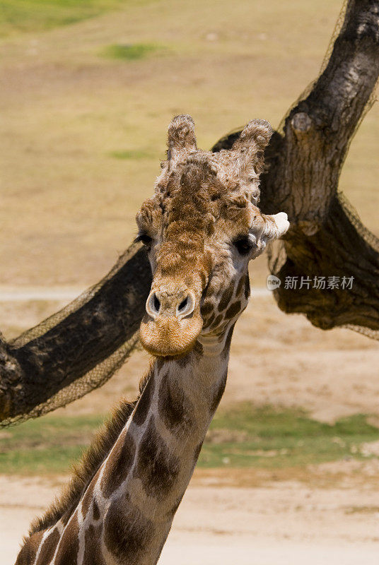 动物园里的长颈鹿