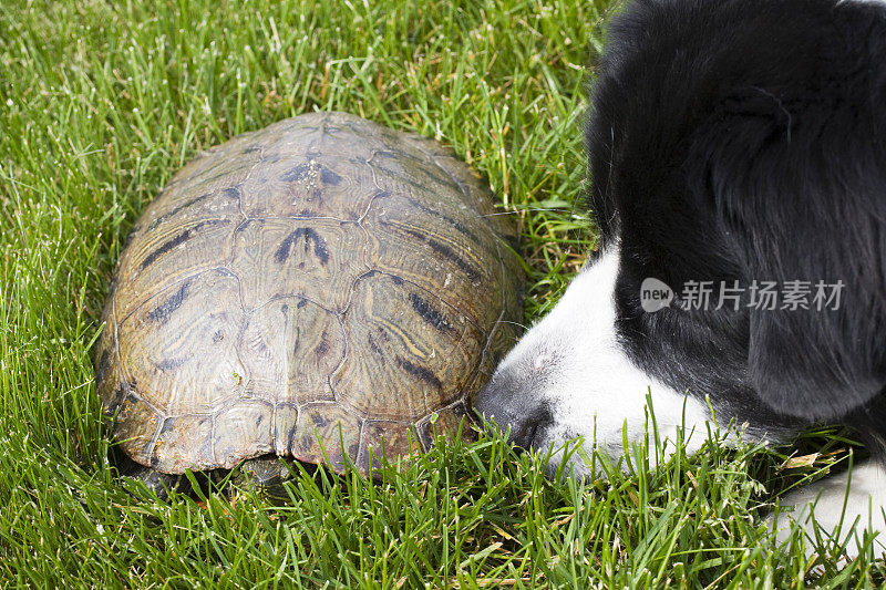 狗和乌龟
