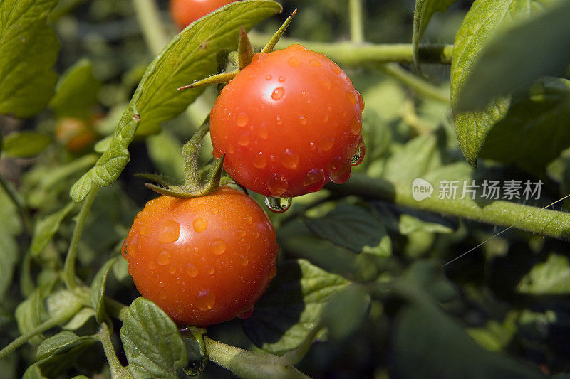 种植西红柿