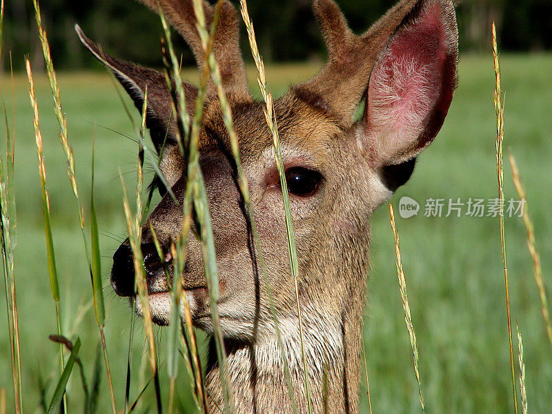 鹿特写镜头