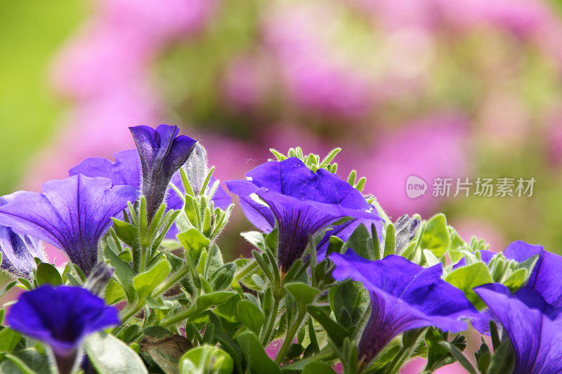 蓝颜色的喇叭花