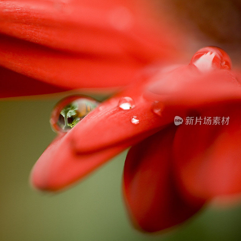 非洲菊的宏