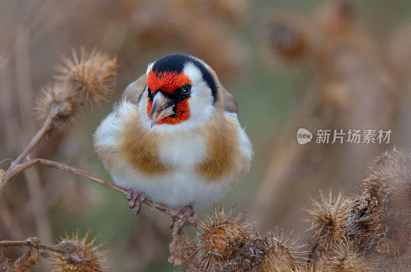 户外金翅雀(冷翅雀)