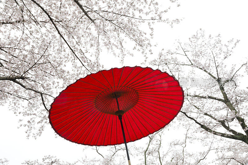 日本春天的雨伞