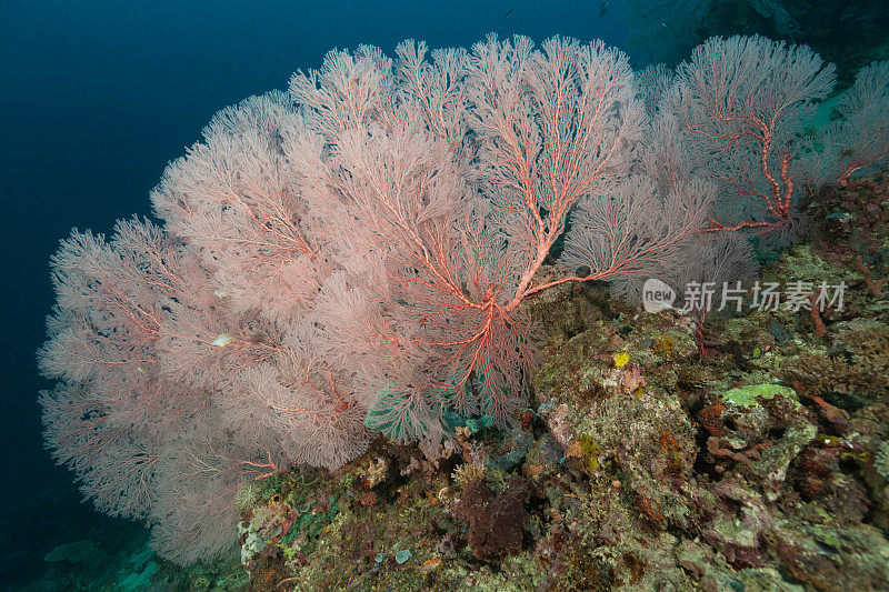 柳珊瑚海扇墙，Wondiwoi半岛，Cenderawasih湾，巴布亚，印度尼西亚