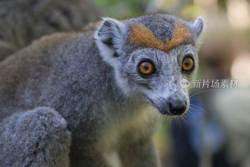 冠狐猴(冠狐猴)，野生动物，马达加斯加