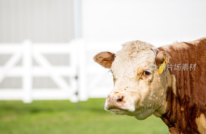 特写赫里福德奶牛在牧场