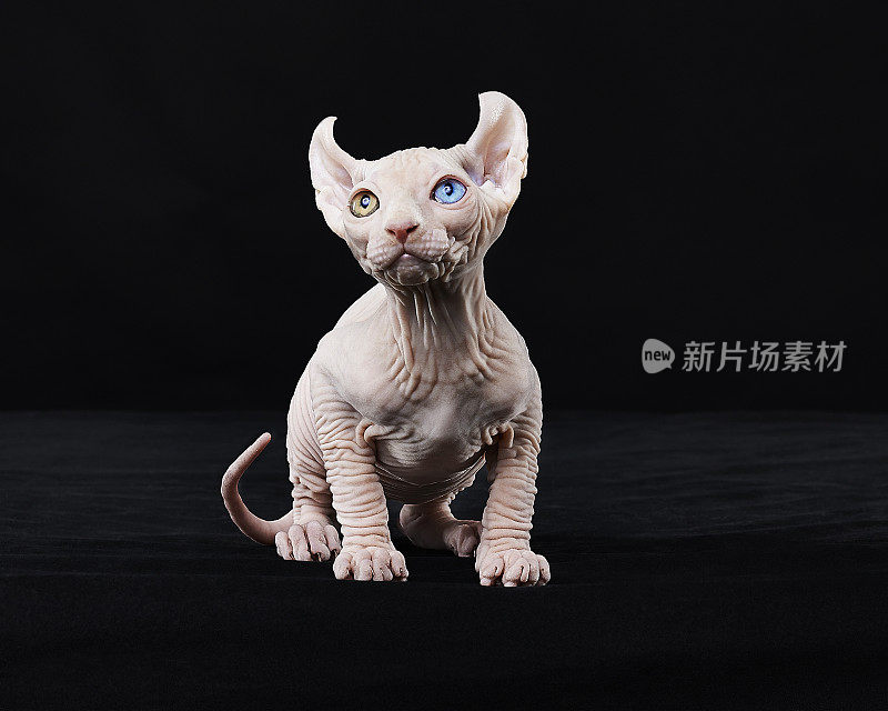 Sphynx猫