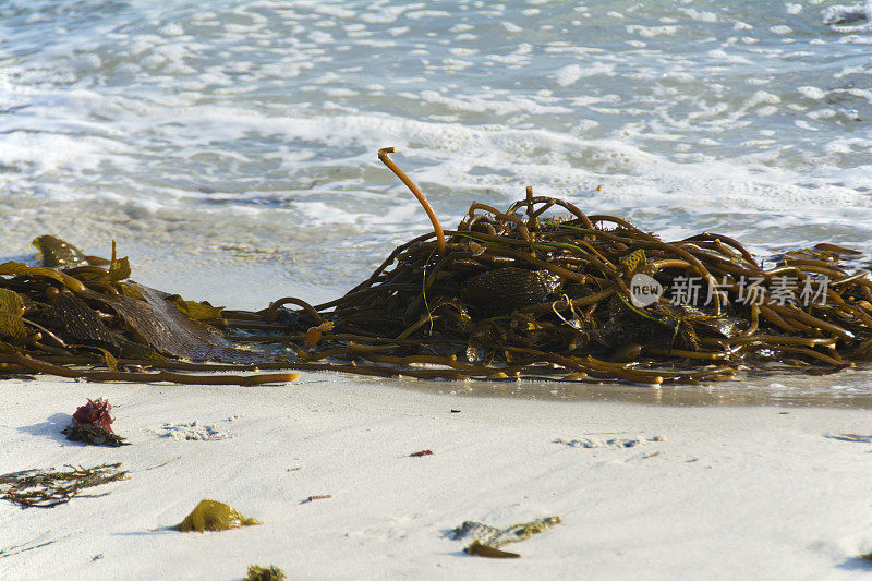 被冲上海滩的海藻