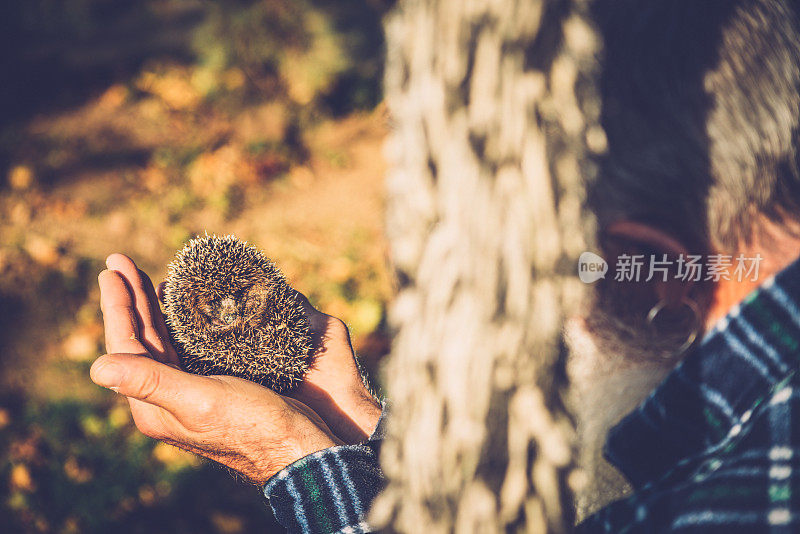 刺猬和人在户外，特写